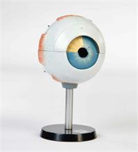Modell des menschlichen Auges