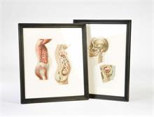 2 Abbildungen menschlicher Anatomie