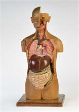 Anatomisches Modell eines menschlichen Torso mit Kopf